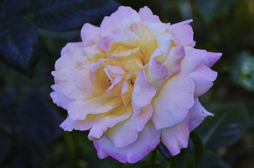 T, a poem by Willow&nbsp;James