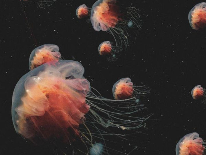 An Archive of Pain by Heidi Anne&nbsp;Rogers